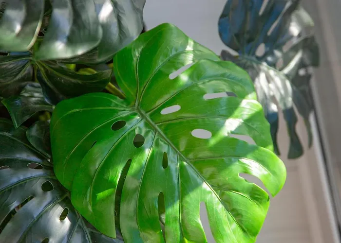 Whiteblue 41 Blizej Morza Kołobrzeg