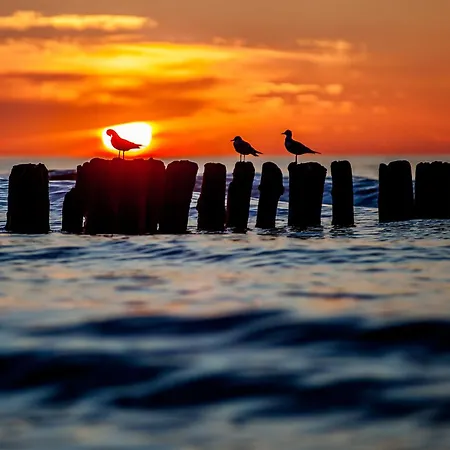 Whiteblue 41 Bliżej Morza *